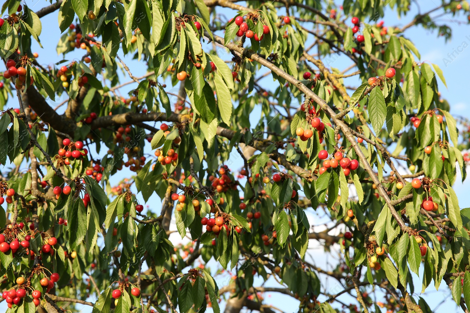 Photo of Cherry tree with green leaves and unripe berries growing outdoors