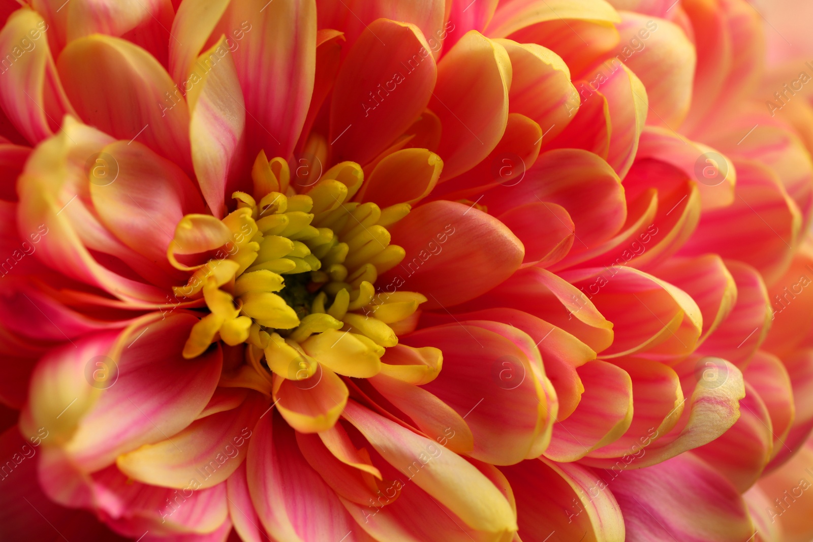 Photo of Beautiful blooming chrysanthemum flower as background, closeup