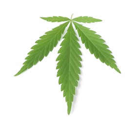 Fresh green hemp leaf on white background