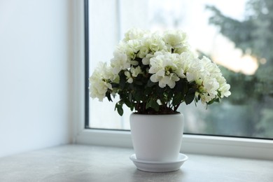 Photo of Beautiful azalea flowers in pot on windowsill indoors