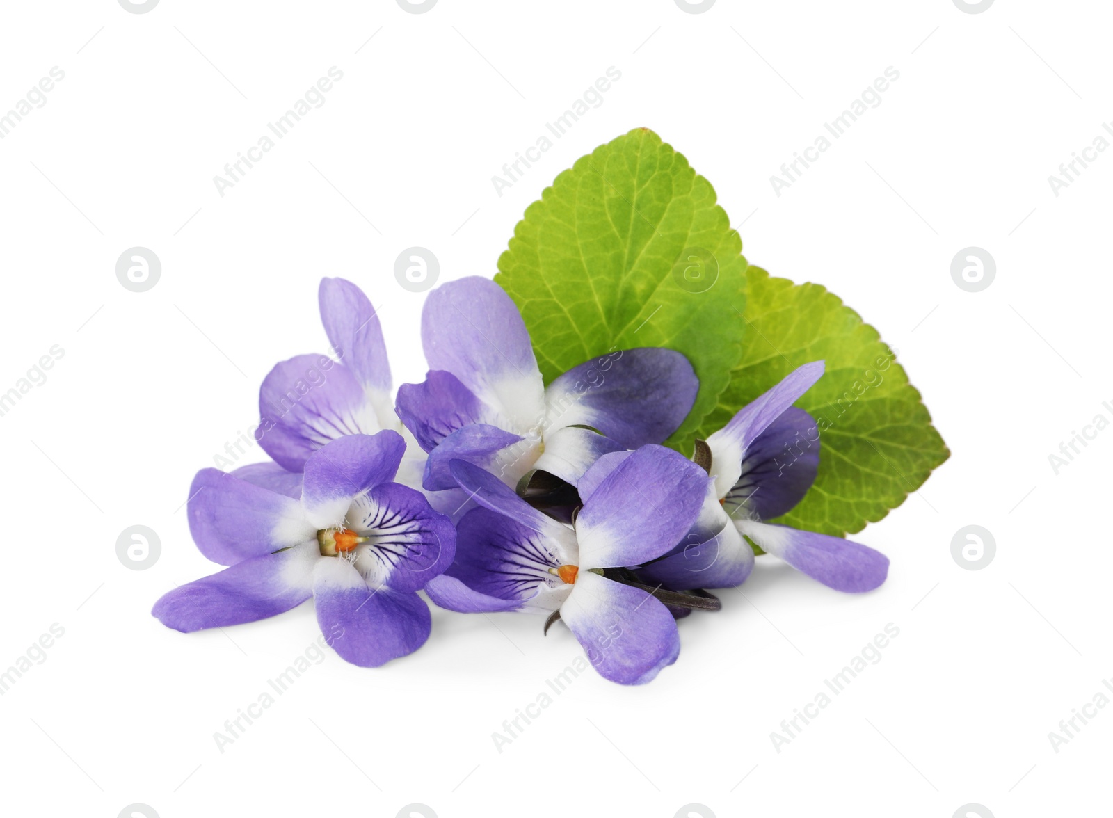 Photo of Beautiful wood violets with green leaves on white background. Spring flowers