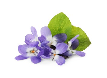 Photo of Beautiful wood violets with green leaves on white background. Spring flowers