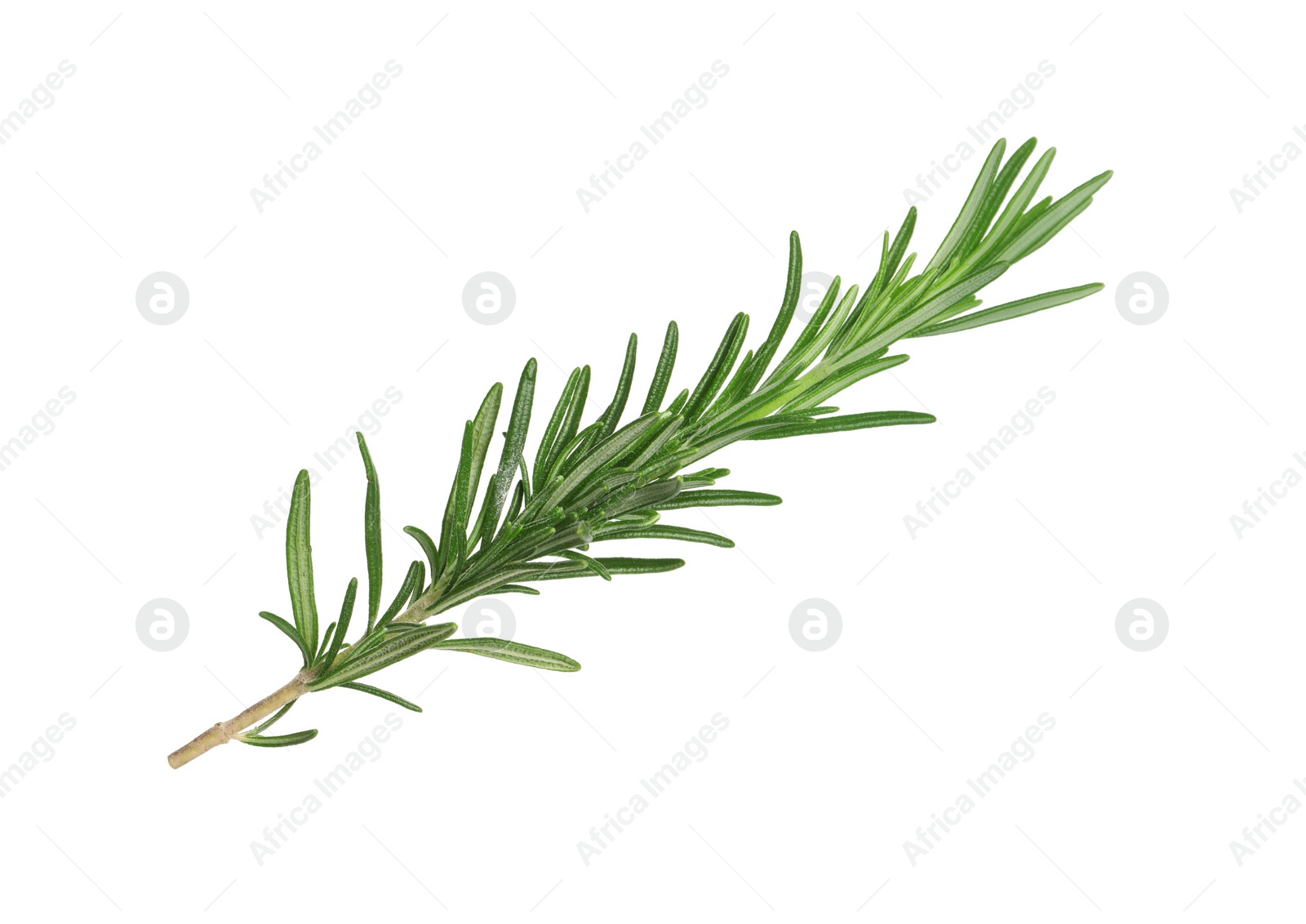 Photo of Sprig of fresh rosemary isolated on white