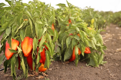 Photo of Bell pepper bushes in field. Harvesting time