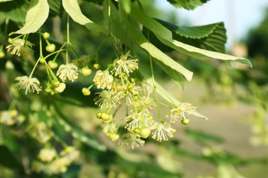 Beautiful linden tree with blossoms and green leaves outdoors on sunny day, closeup