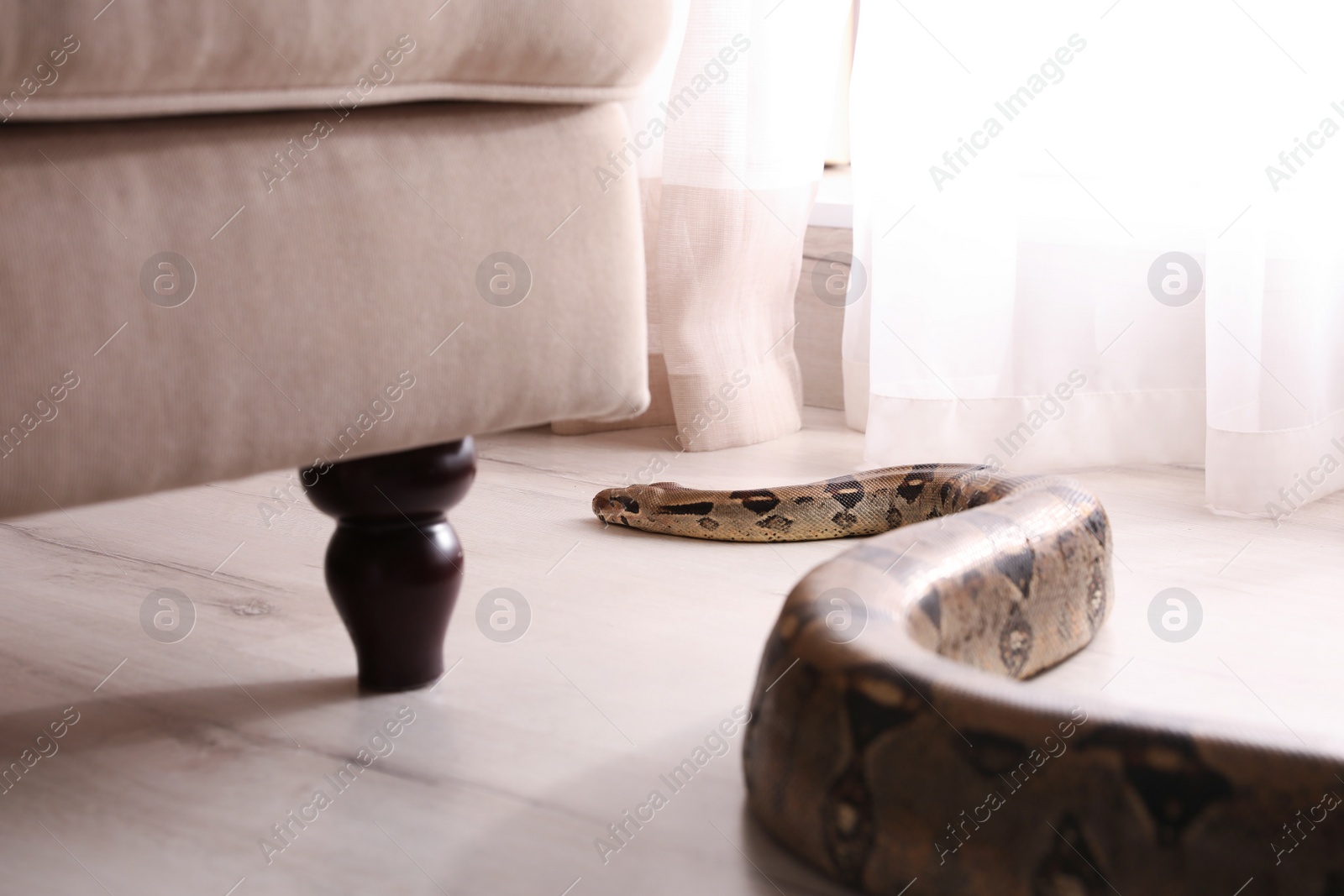 Photo of Brown boa constrictor crawling under sofa in room
