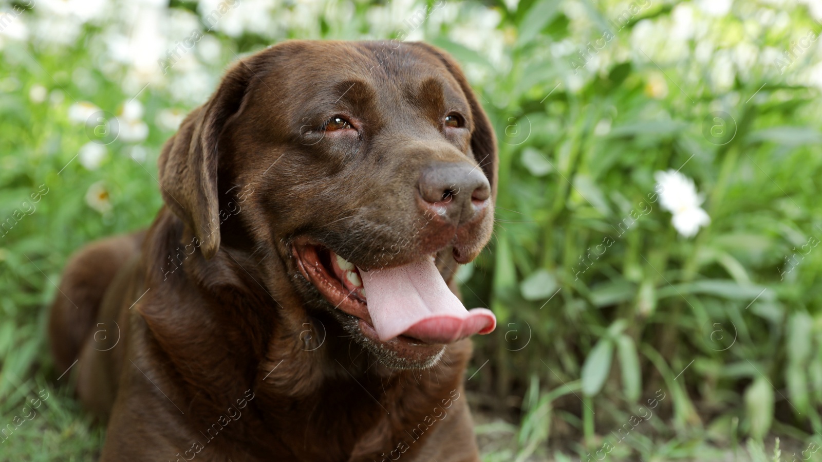 Photo of Funny Chocolate Labrador Retriever in green summer park