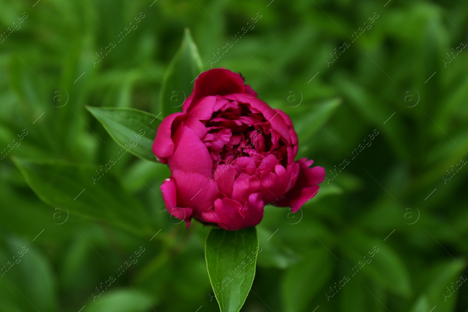 Photo of Beautiful blooming crimson peony growing in garden, closeup