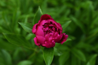 Photo of Beautiful blooming crimson peony growing in garden, closeup