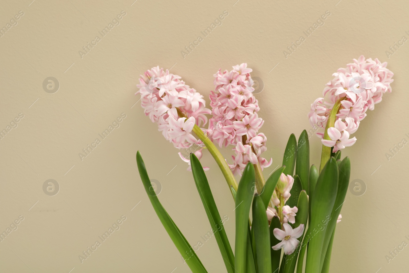 Photo of Beautiful spring hyacinth flowers on color background. Space for text