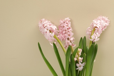 Beautiful spring hyacinth flowers on color background. Space for text