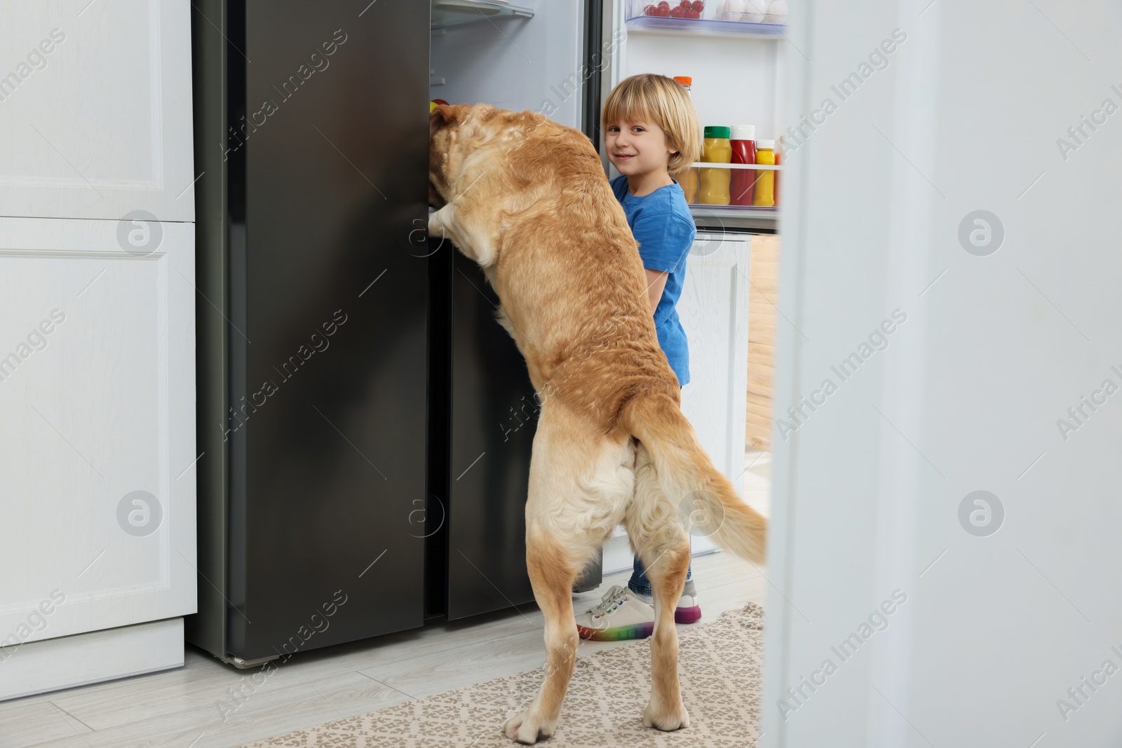 Photo of Little boy and cute Labrador Retriever seeking for food in refrigerator indoors