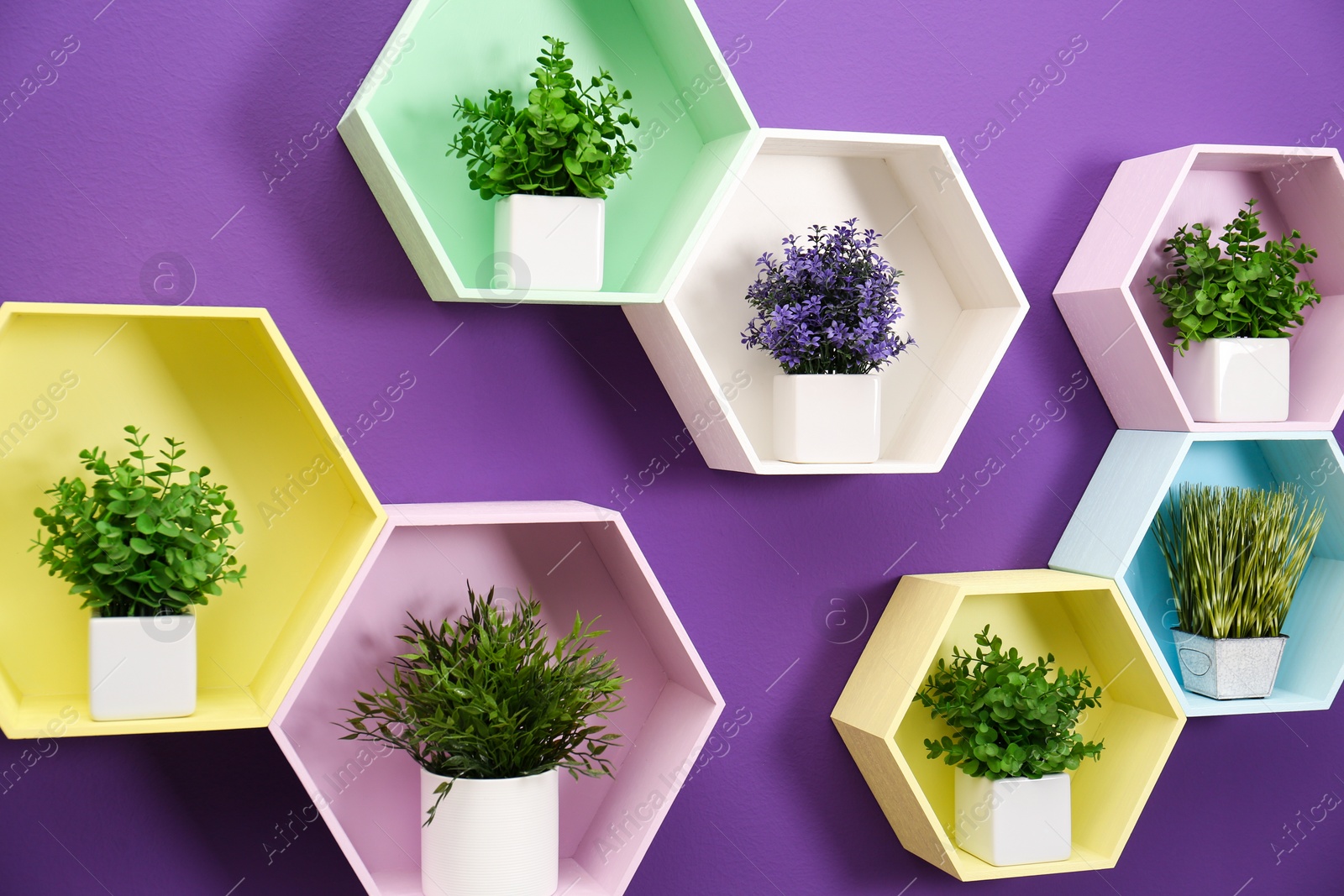 Photo of Hexagon shaped shelves with different potted plants on purple wall. Interior design