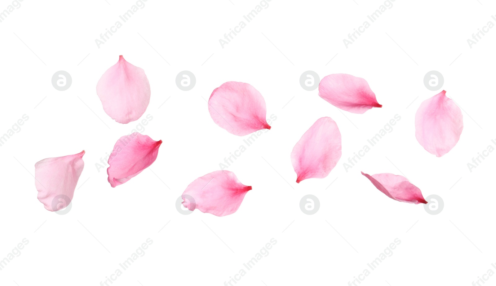 Photo of Beautiful sakura flower petals on white background