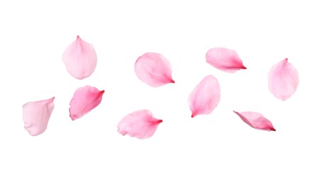 Photo of Beautiful sakura flower petals on white background