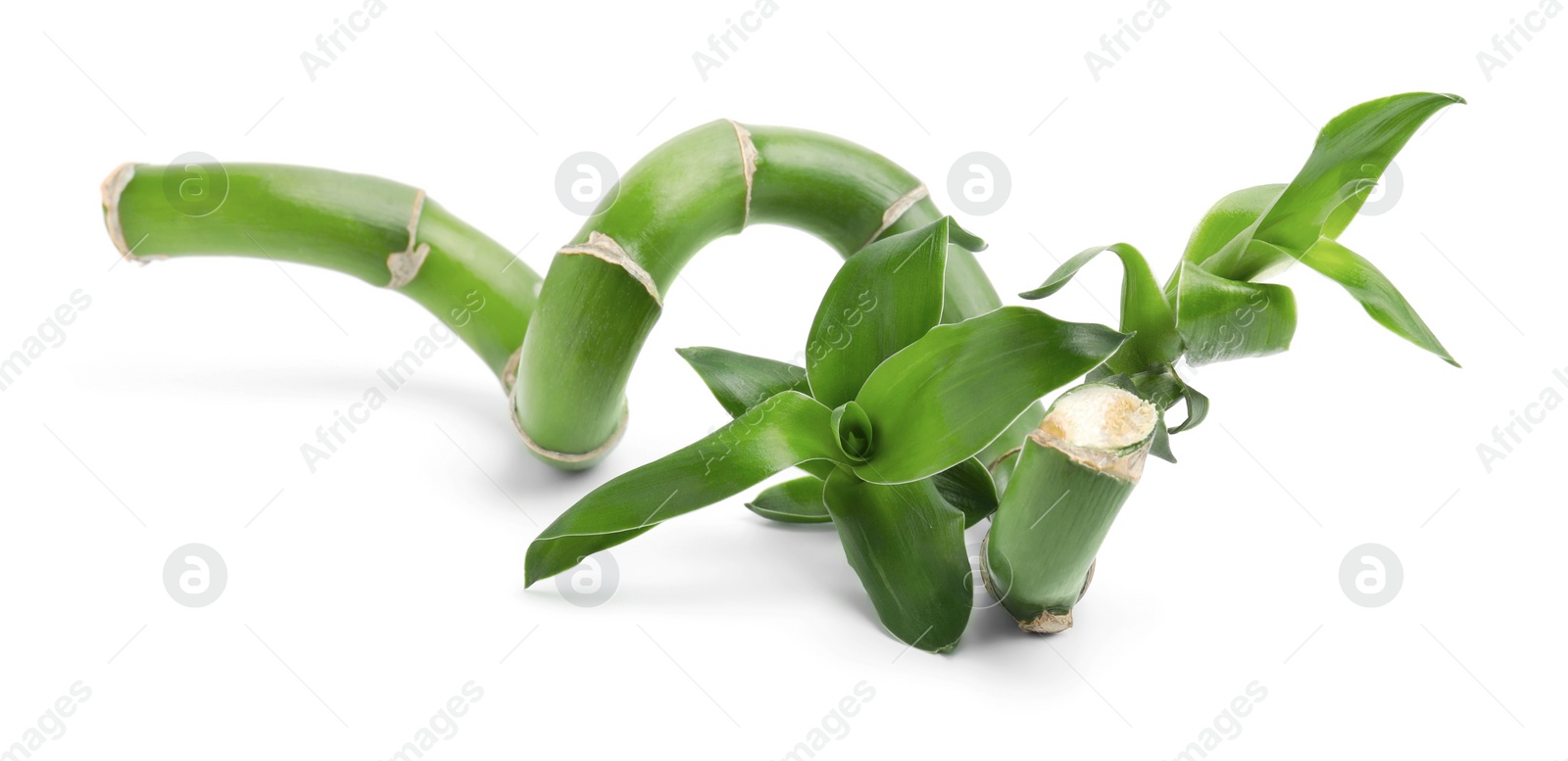 Photo of Piece of beautiful green bamboo stem on white background