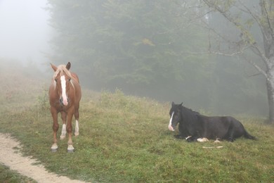 Beautiful view of horses grazing on foggy day