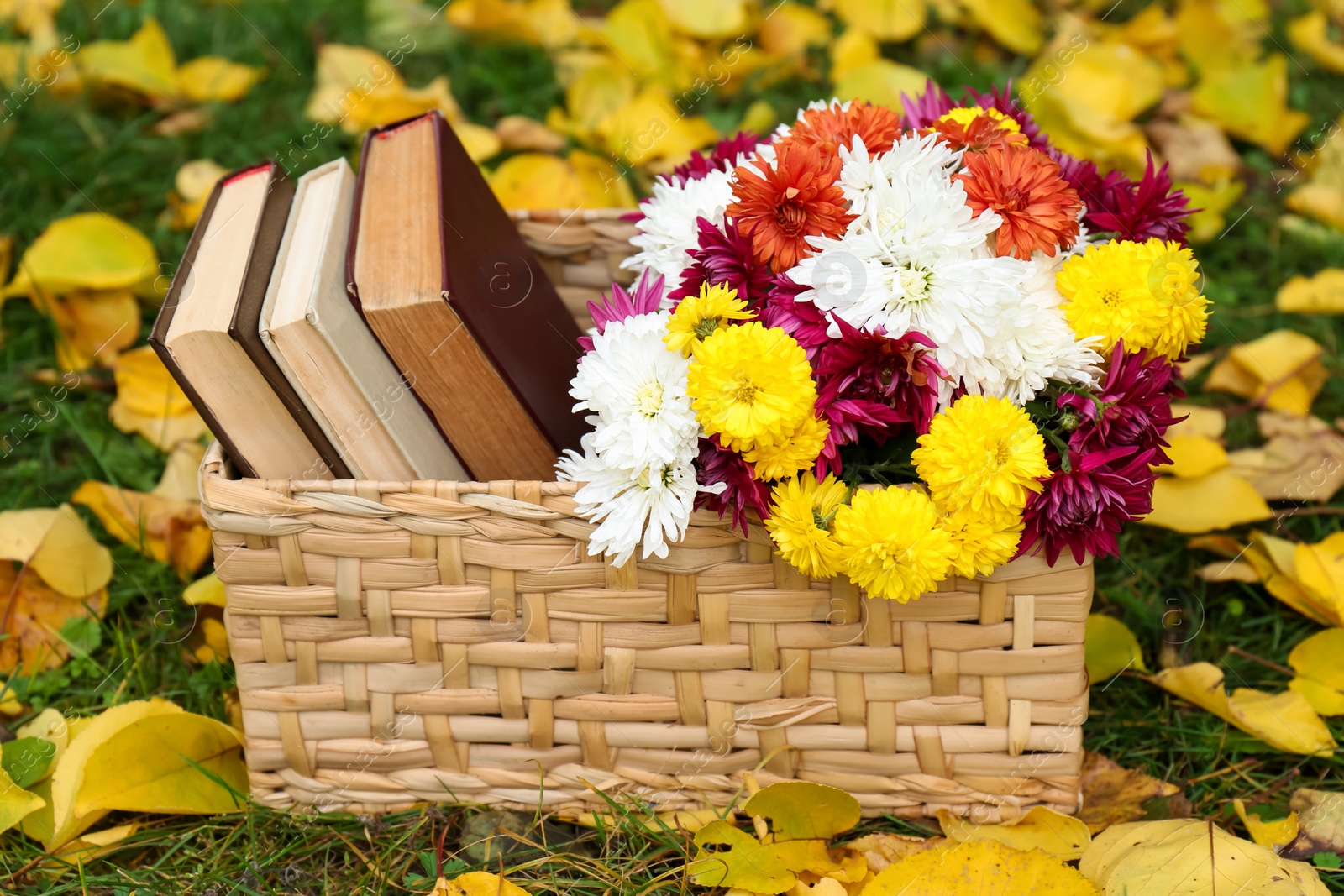 Photo of Wicker basket with beautiful chrysanthemum flowers and books on green grass outdoors