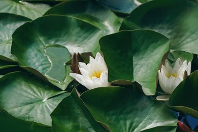 Photo of Beautiful white lotus flowers and leaves in pond