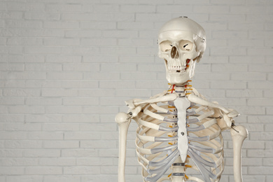 Photo of Artificial human skeleton model near white brick wall. Space for text