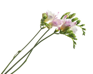 Beautiful colorful freesia flowers on white background