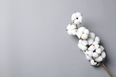 Branch with cotton flowers on light grey background, top view. Space for text