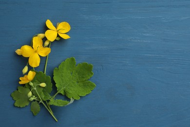 Celandine with yellow flowers and green leaves on blue wooden table, flat lay. Space for text