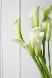 Photo of Beautiful calla lily flowers on white background