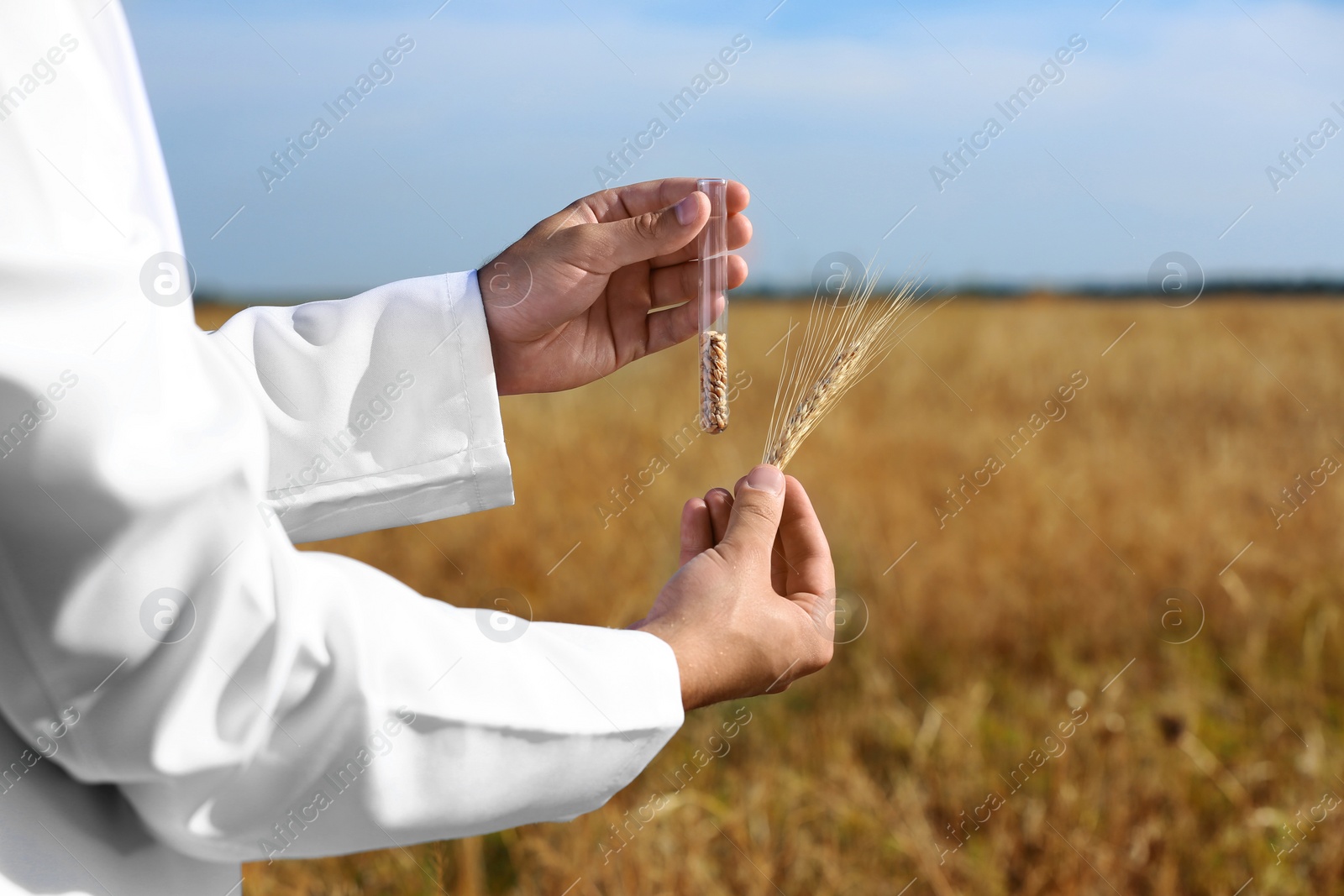 Photo of Agronomist holding test tube with wheat grains in field, closeup. Cereal farming