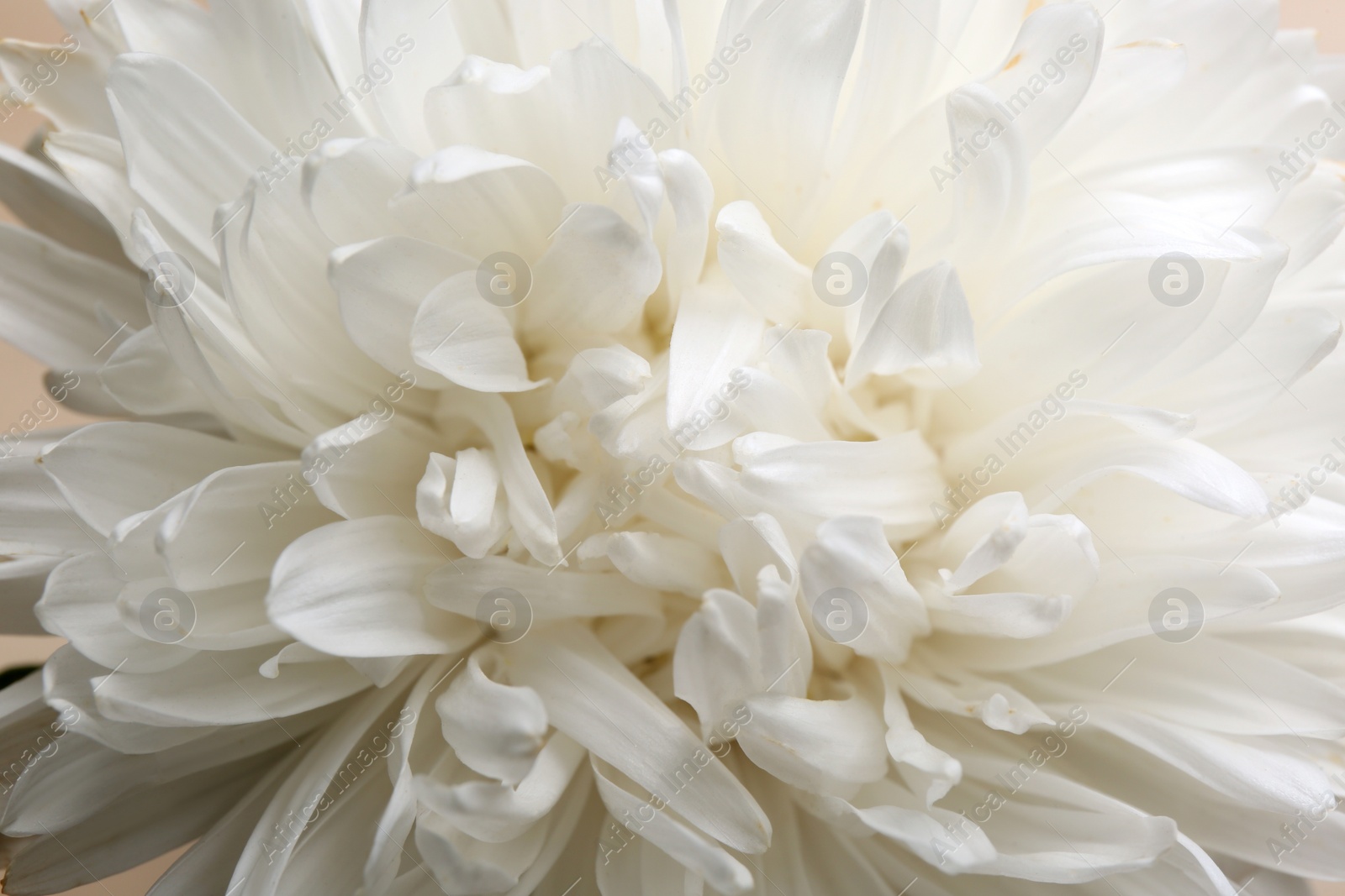 Photo of Beautiful white aster as background, closeup. Autumn flower