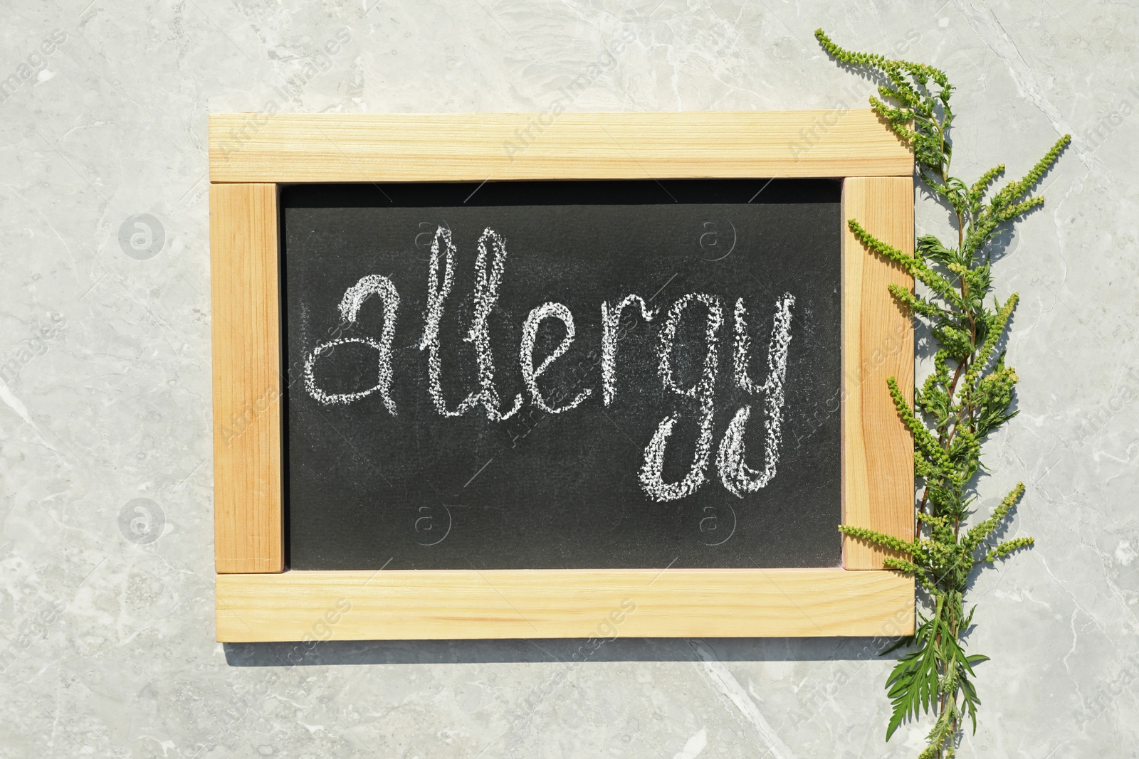 Photo of Ragweed plant (Ambrosia genus) and chalkboard with word "ALLERGY" on stone background, flat lay