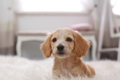 Photo of Cute English Cocker Spaniel puppy on fuzzy carpet indoors