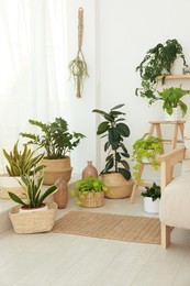 Many beautiful houseplants in light room. Interior design