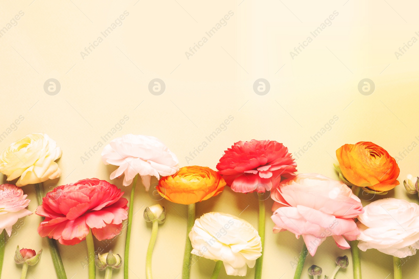 Image of Beautiful ranunculus flowers on beige background, flat lay. Space for text