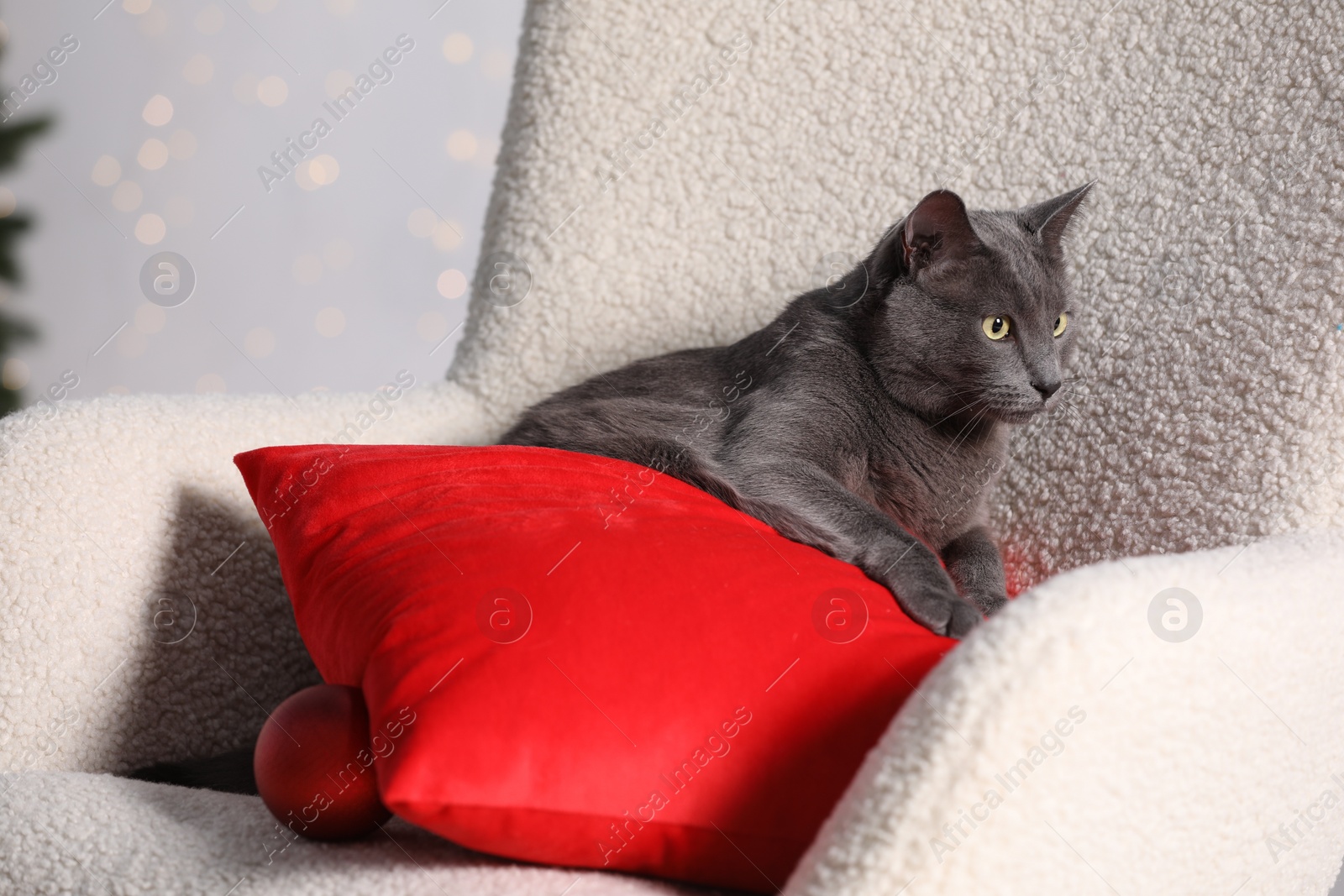 Photo of Cute cat with Christmas ball and red pillow on armchair indoors