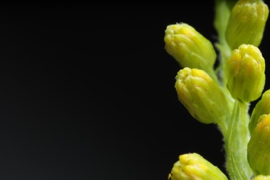 Macro photo of beautiful flower buds on black background. Space for text