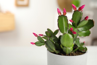 Beautiful blooming Schlumbergera (Christmas or Thanksgiving cactus) on blurred background, closeup. Space for text