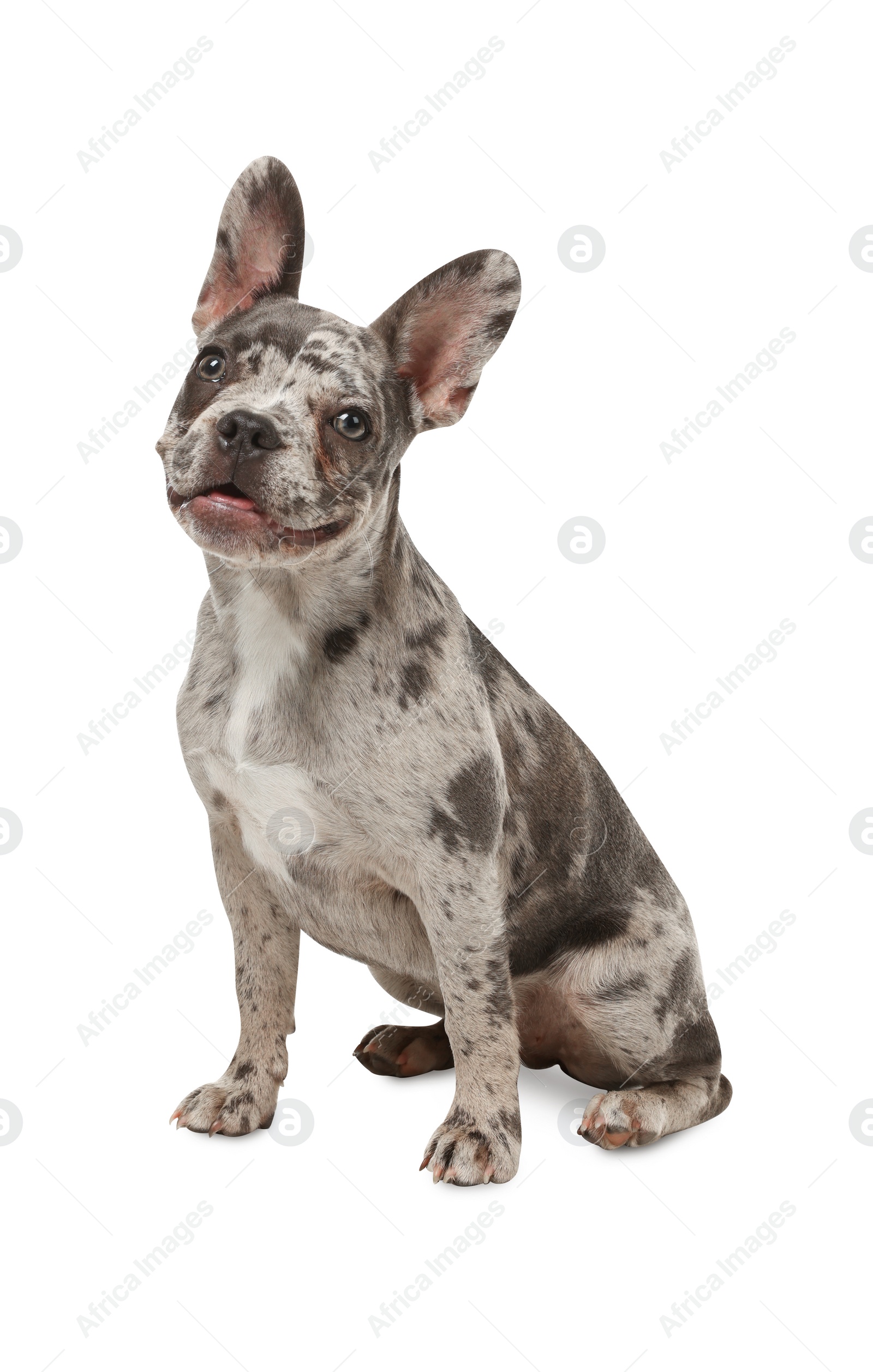 Photo of Cute French Bulldog sitting on white background