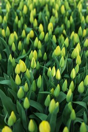 Photo of Many beautiful tulip flowers growing outdoors, closeup. Spring season