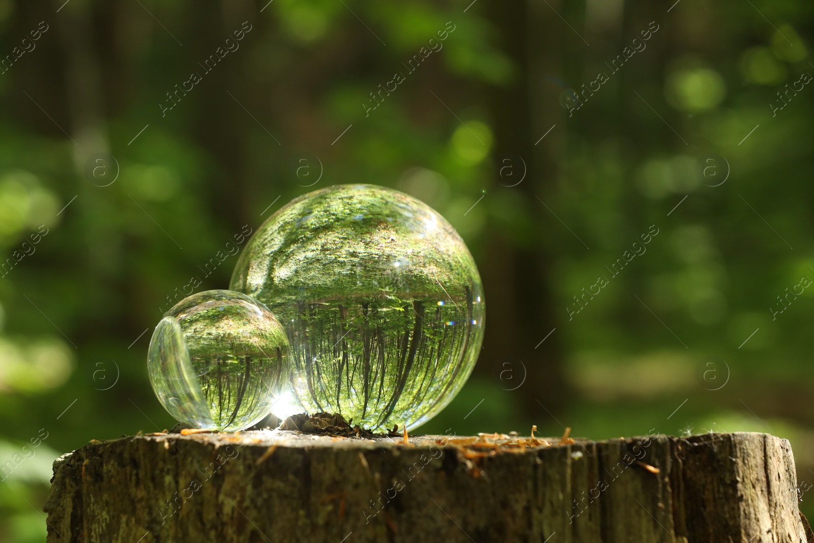 Photo of Green trees outdoors, overturned reflection. Crystal balls on stump in forest. Space for text