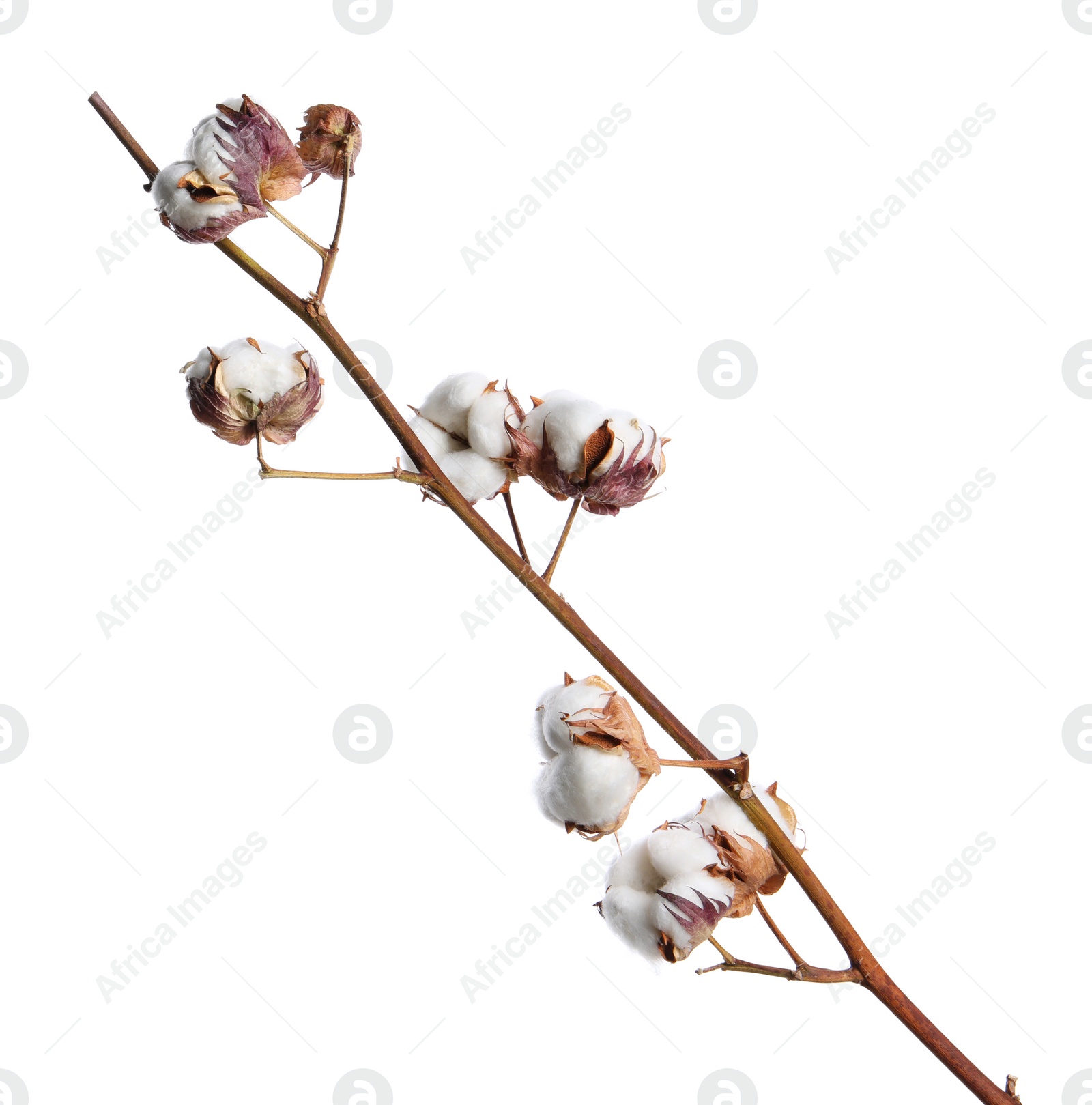 Photo of Dried cotton branch with fluffy flowers isolated on white