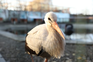 Photo of Beautiful white stork in zoo on sunny day