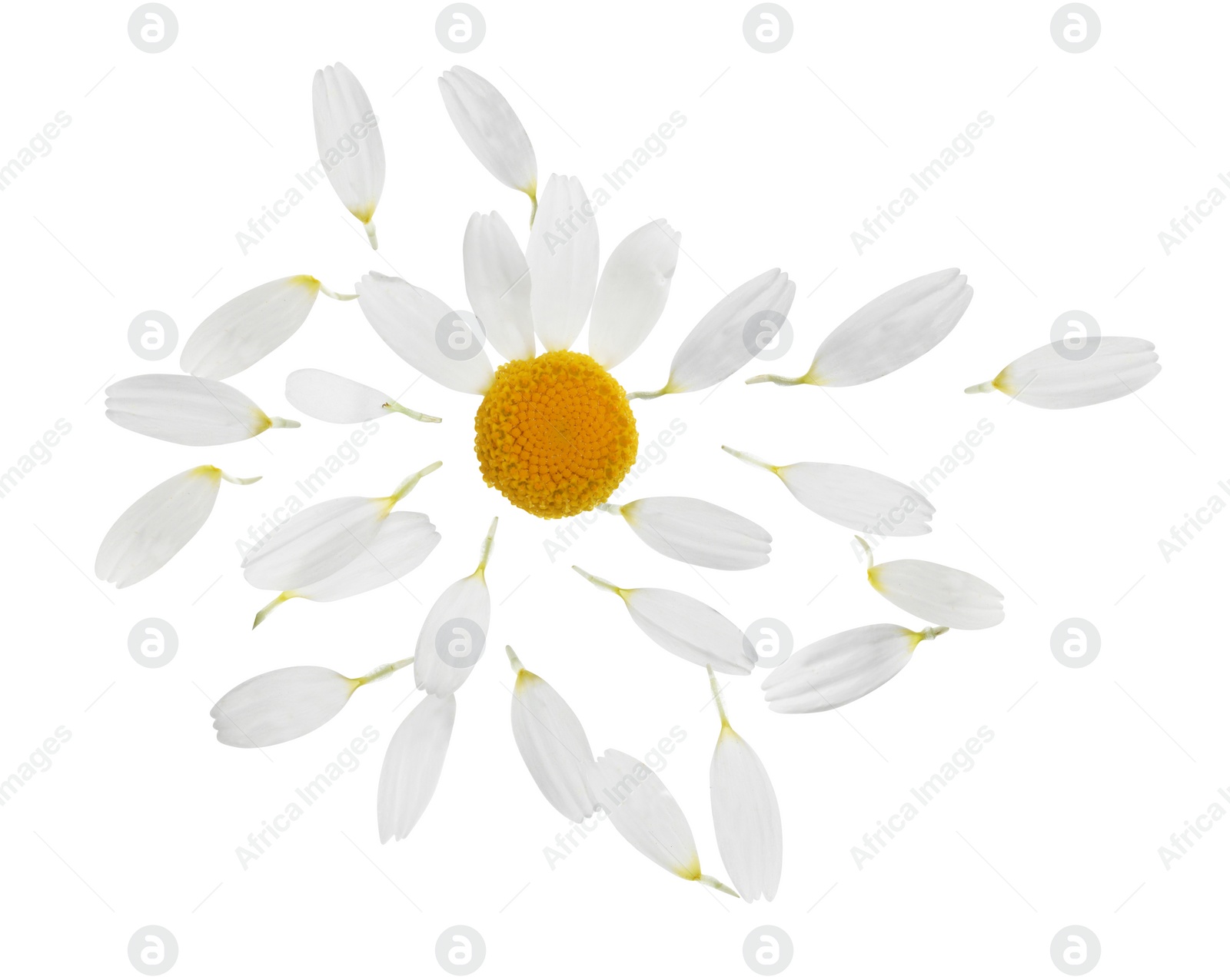 Image of Chamomile flower with flying petals on white background