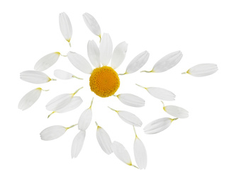 Image of Chamomile flower with flying petals on white background