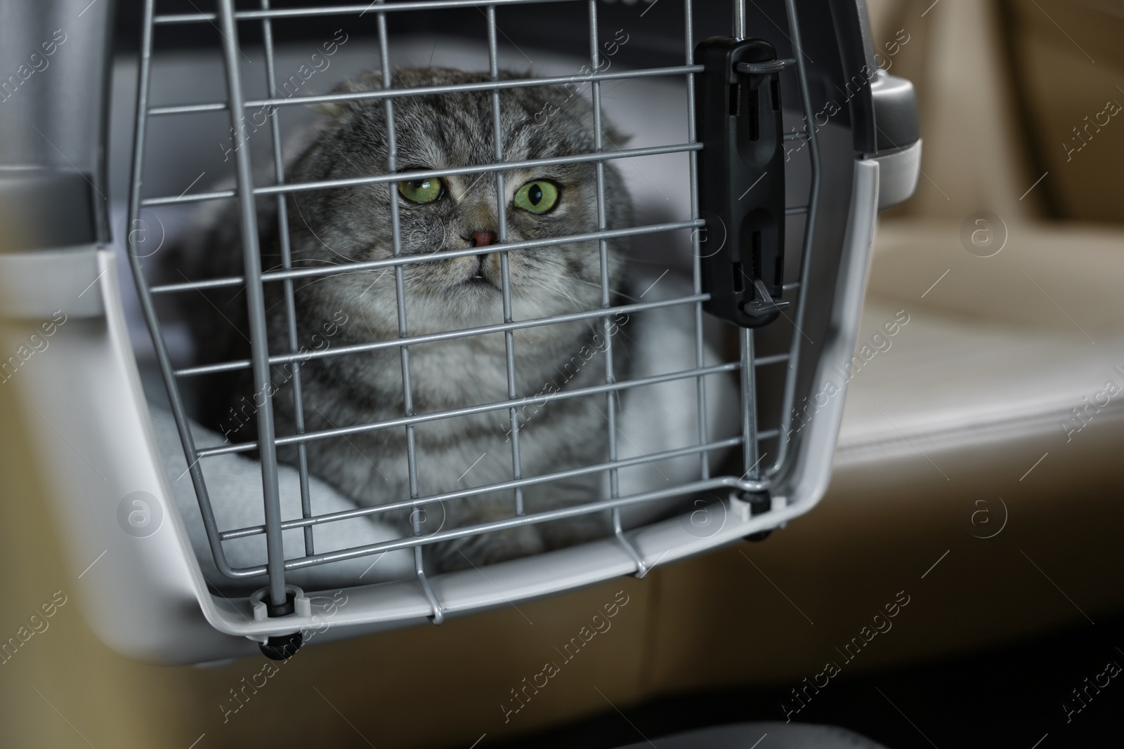 Photo of Cute Scottish fold cat inside pet carrier in car