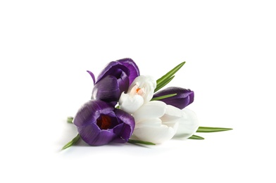 Photo of Beautiful spring crocus flowers on white background