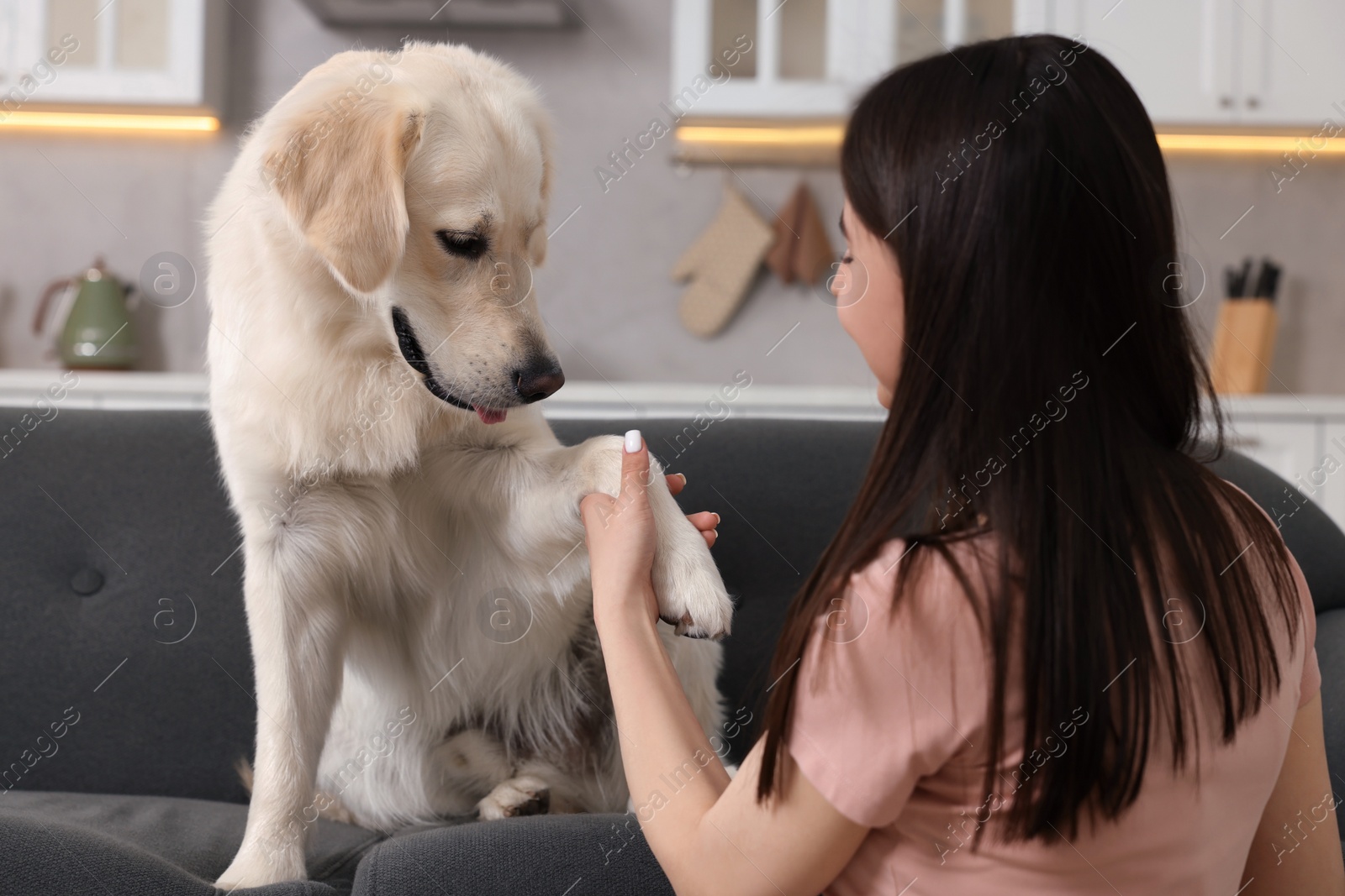 Photo of Cute Labrador Retriever dog giving paw to woman on sofa at home. Adorable pet