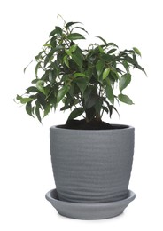 Photo of Beautiful Ficus benjamina plant in pot isolated on white. House decor