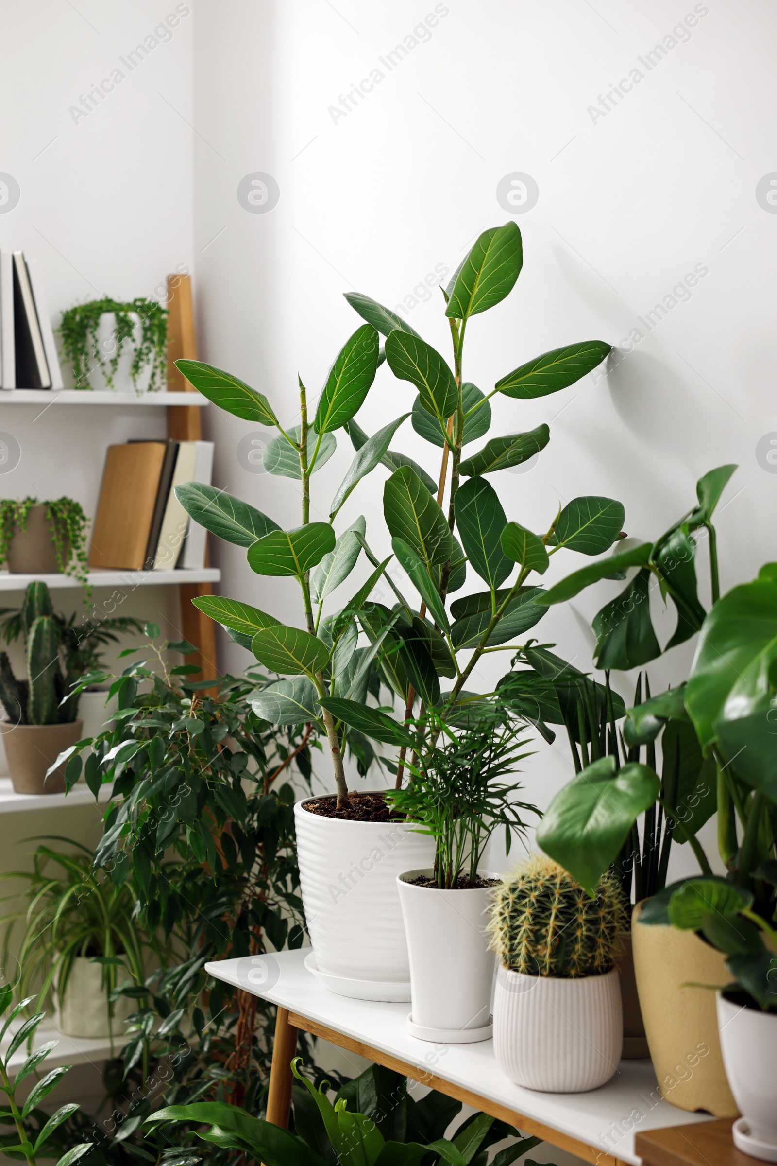 Photo of Many different potted houseplants near white wall indoors