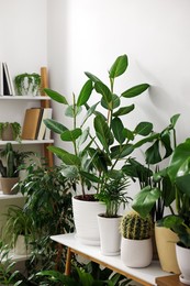 Many different potted houseplants near white wall indoors